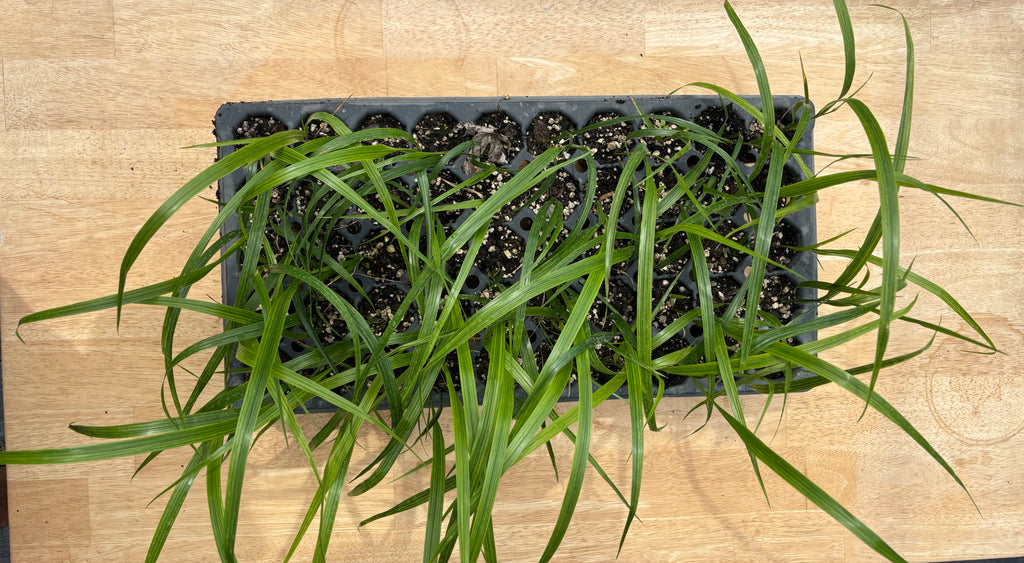 American Beaked Grass (Diarrhena americana) - 5" plugs