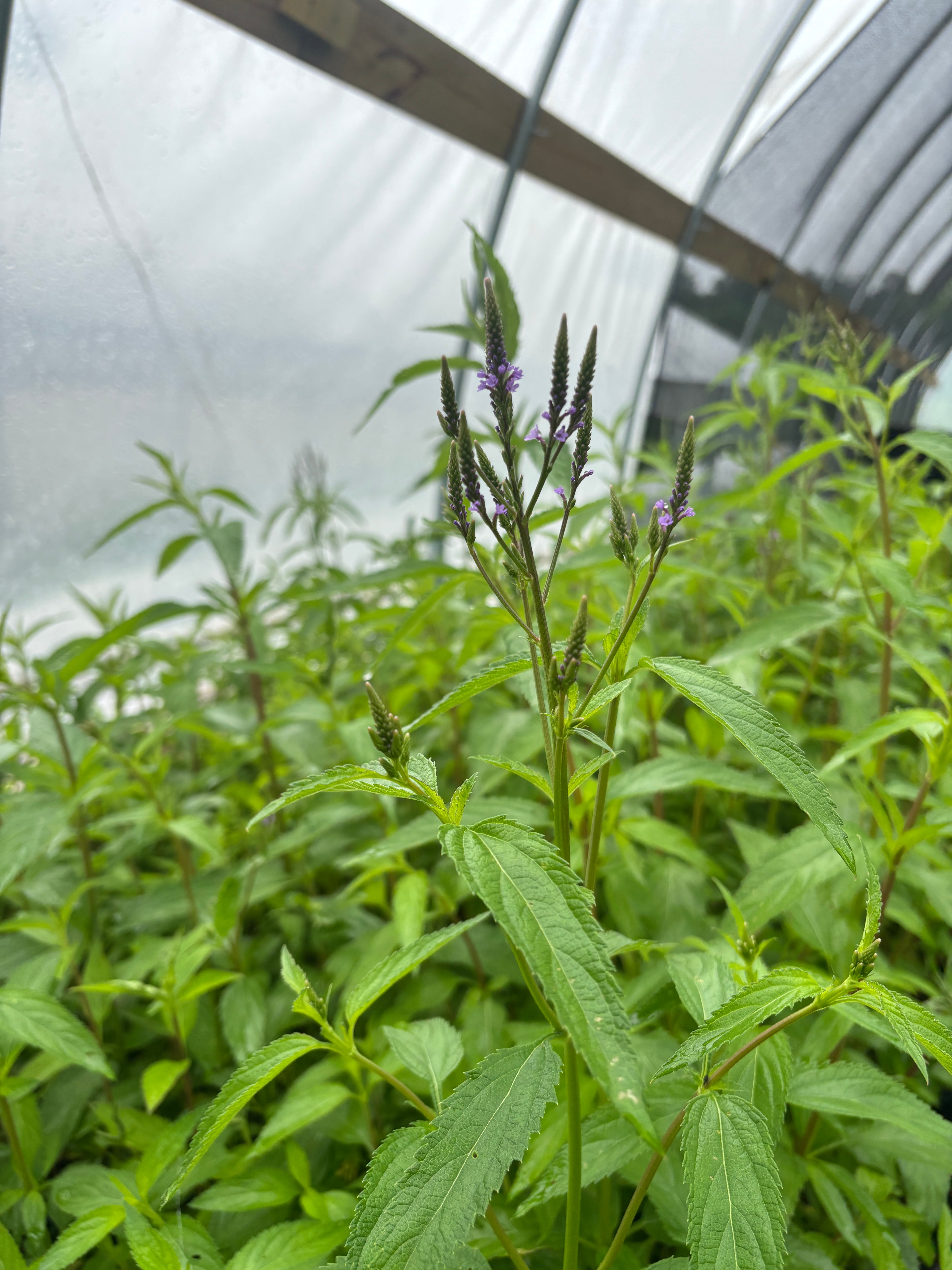 Blue Vervain (Verbena hastata) - 5" Plug