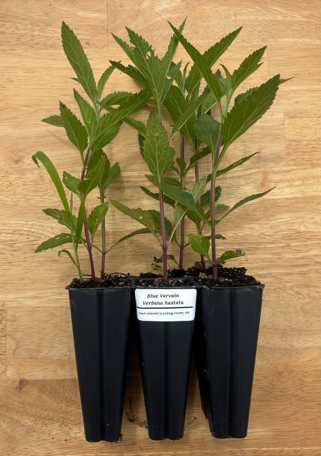 Swamp Milkweed (Asclepis incarnata) - 5" Plug