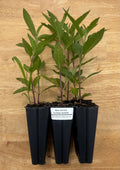 Swamp Milkweed (Asclepis incarnata) - 5" Plug