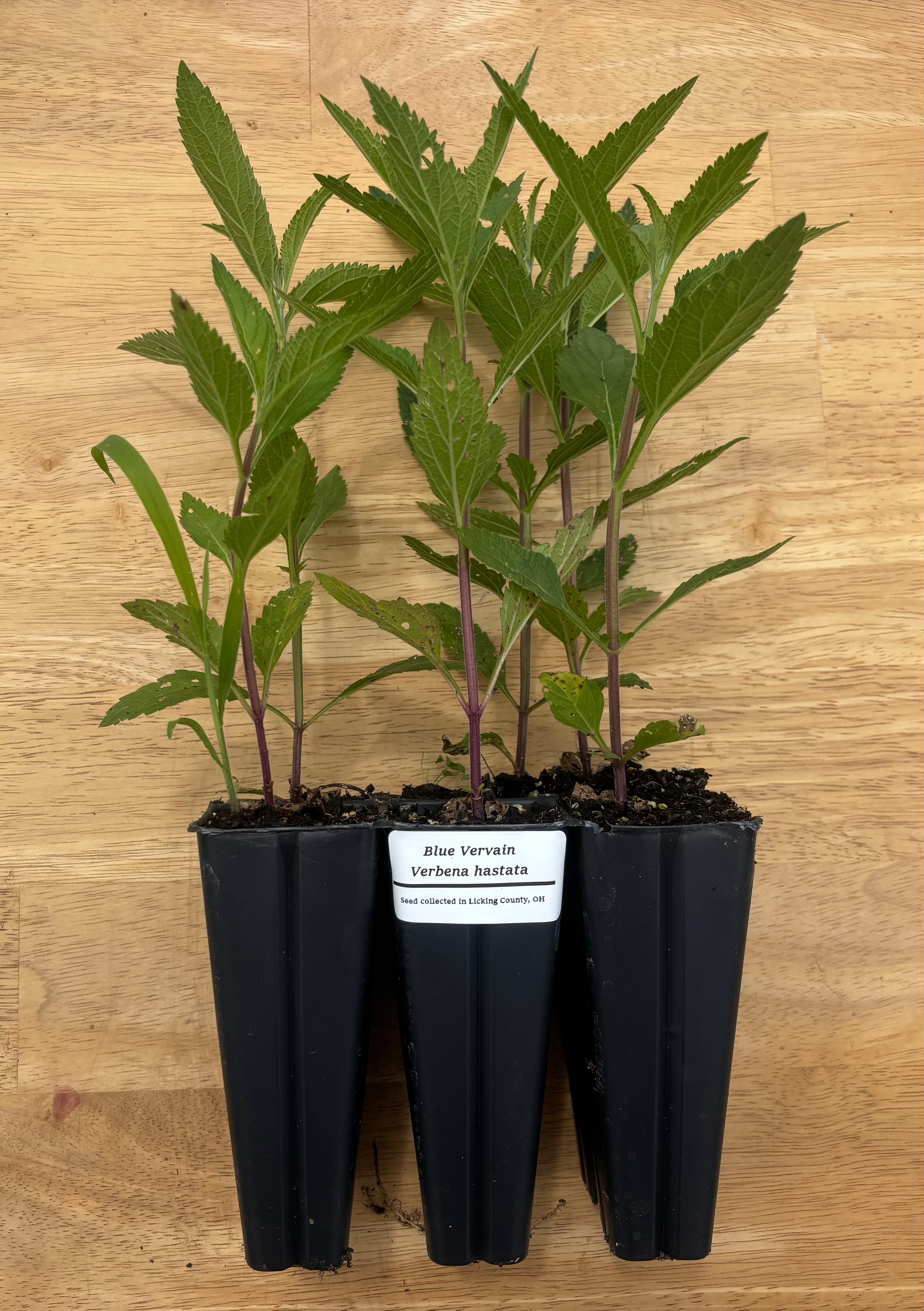 Swamp Milkweed (Asclepis incarnata) - 5" Plug