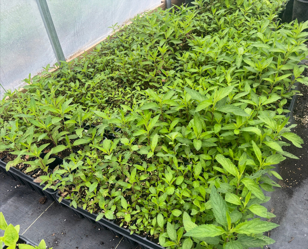 Swamp Milkweed (Asclepis incarnata) - 5" Plug