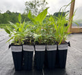 Upland Sun Plant Pack