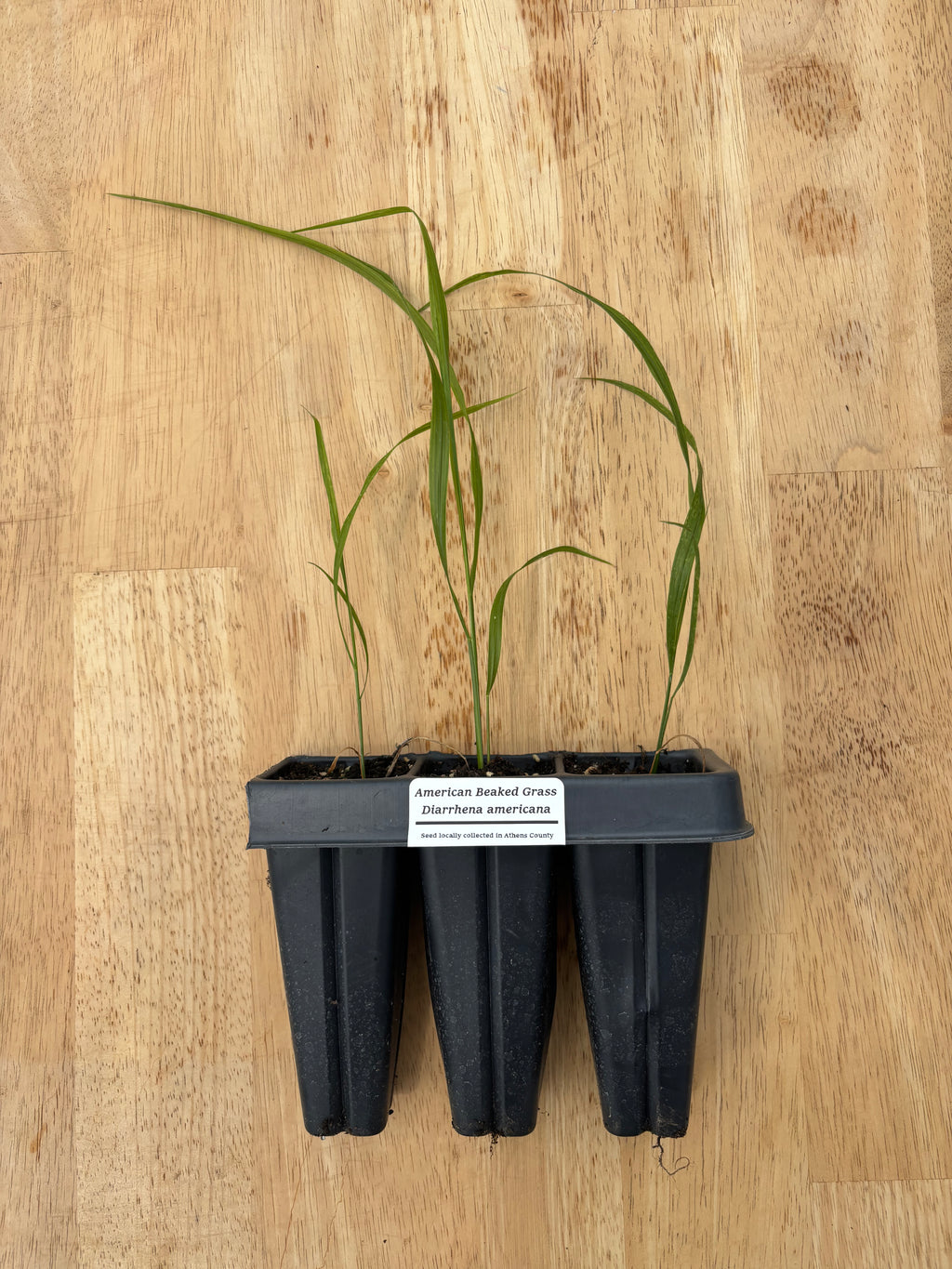 American Beaked Grass (Diarrhena americana) - 5" plugs
