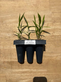 River Oats (Chasmanthium latifolium) - 5" Plug