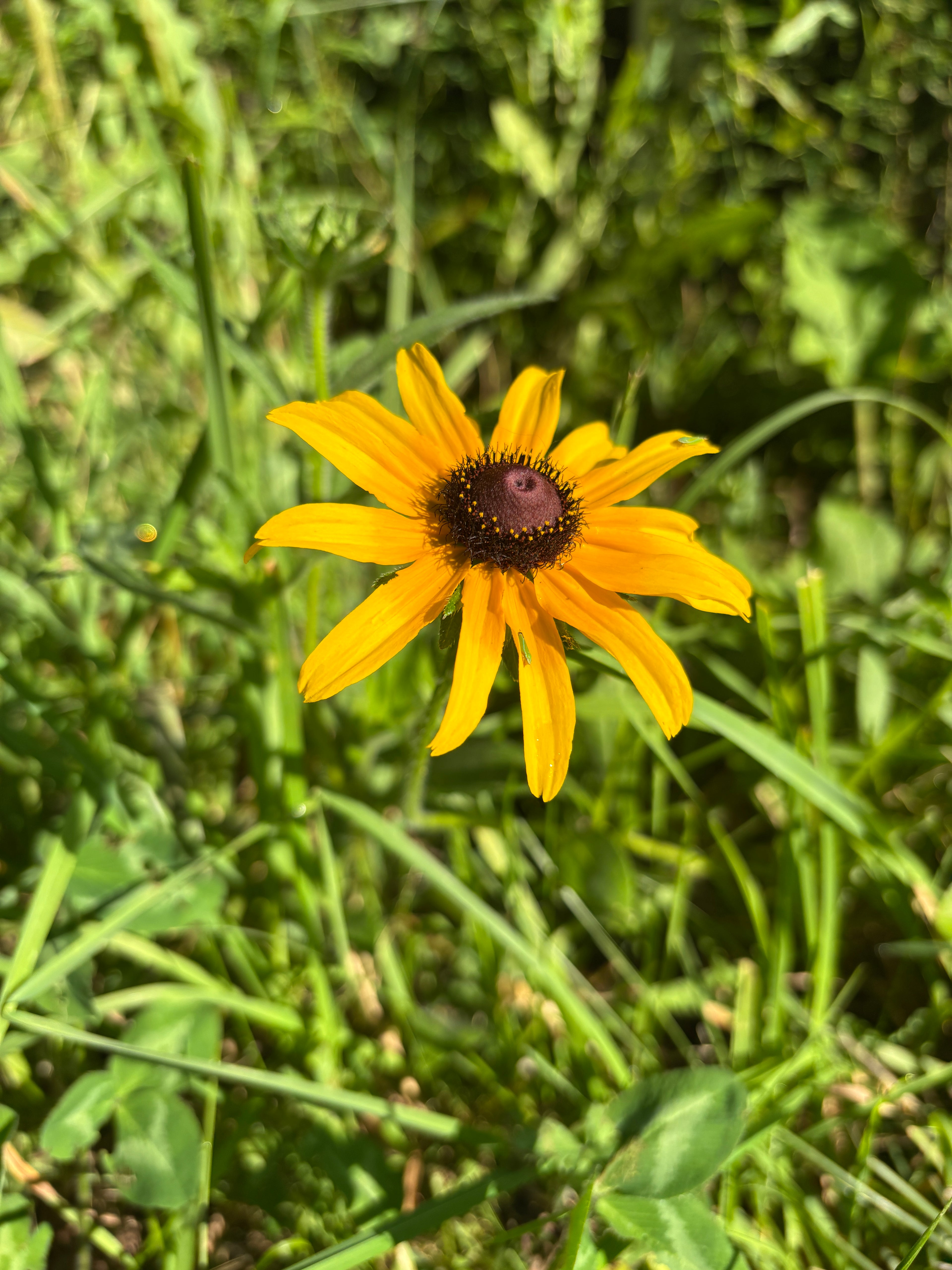 Black Eyed Susan (Rudbeckia hirta) - 5" Plug