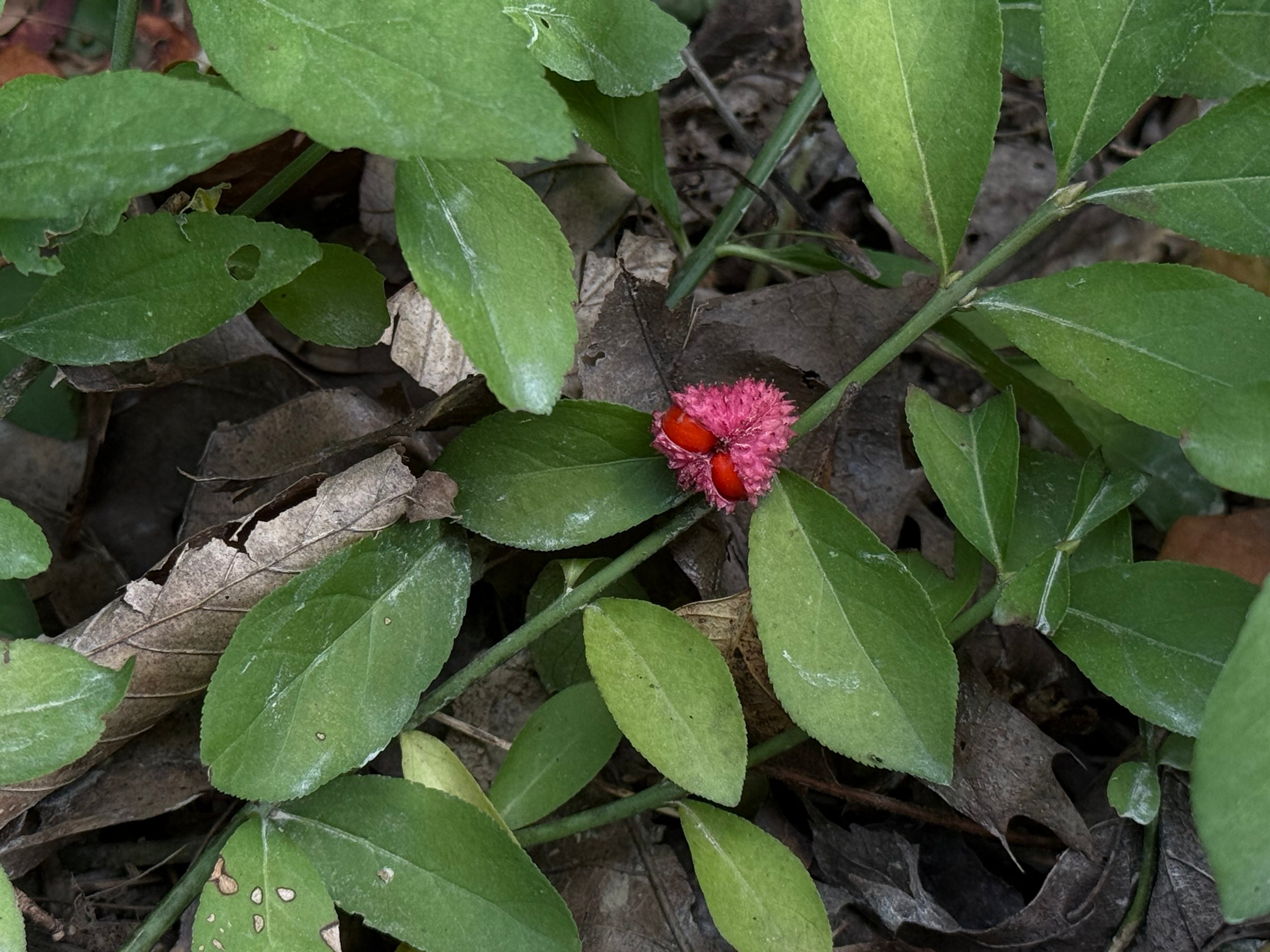 Running Strawberry Bush (Euonymus obovatus)