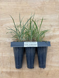Big Bluestem (Schizachyrium scoparium) - 5" Plug