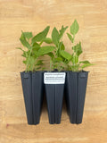 Prairie Coneflower (Ratibidia pinnata) - 5" Plug