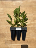 Purple Coneflower (Echinacea purpurea) - 5" Plug