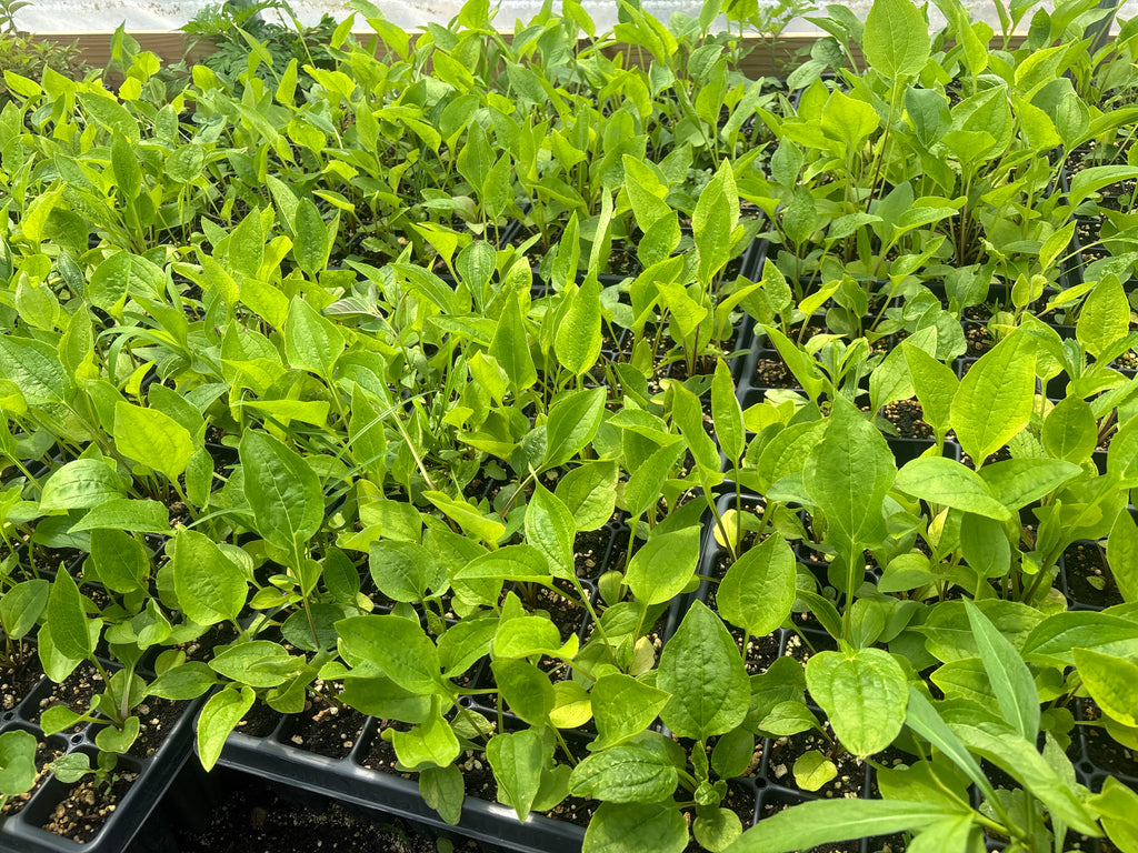 Purple Coneflower (Echinacea purpurea) - 5" Plug