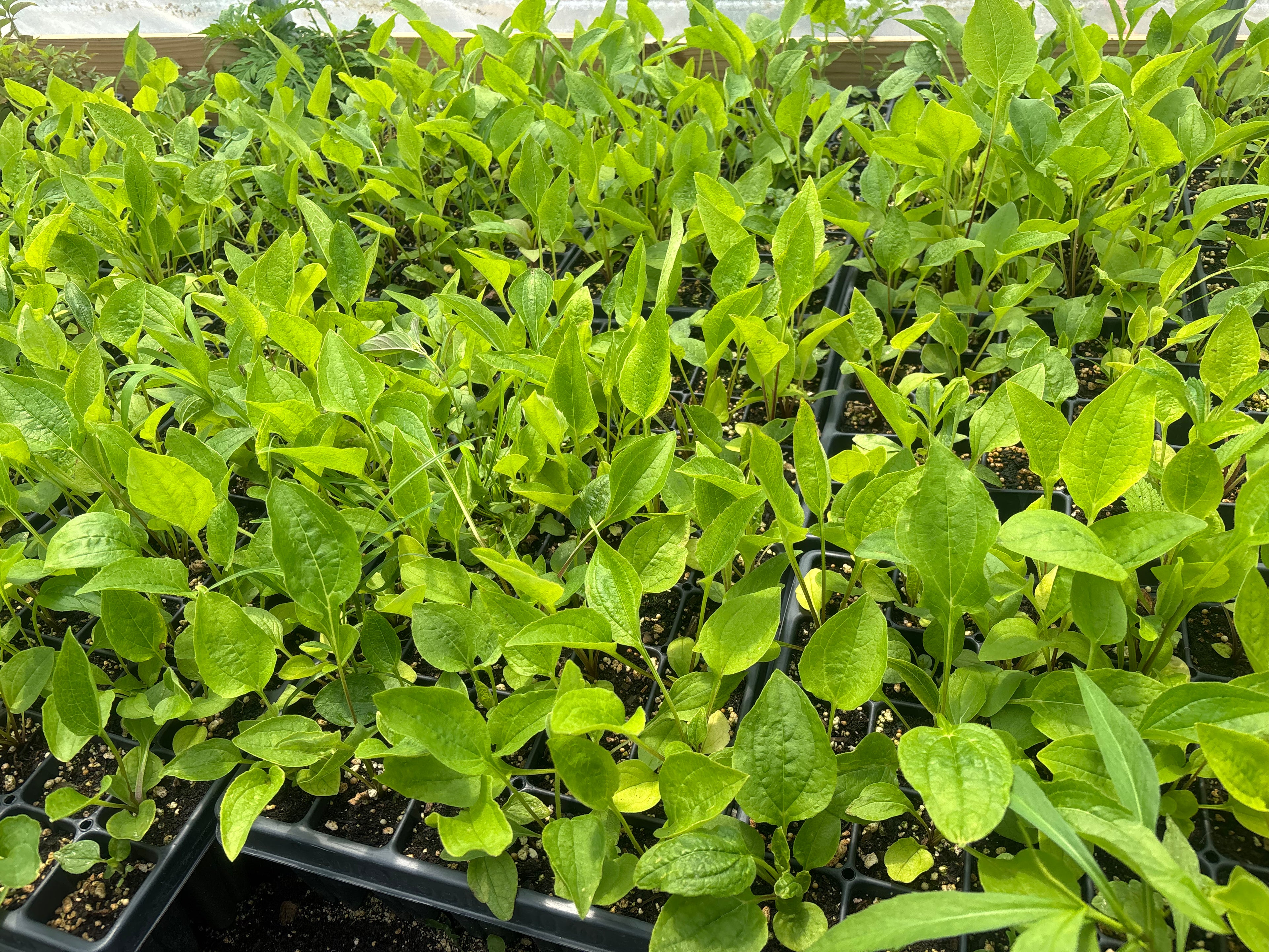 Purple Coneflower (Echinacea purpurea) - 5" Plug