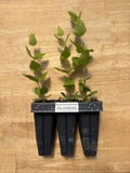 Round Leaved Boneset (Eupatorium rotundifolium) - 5" Plug