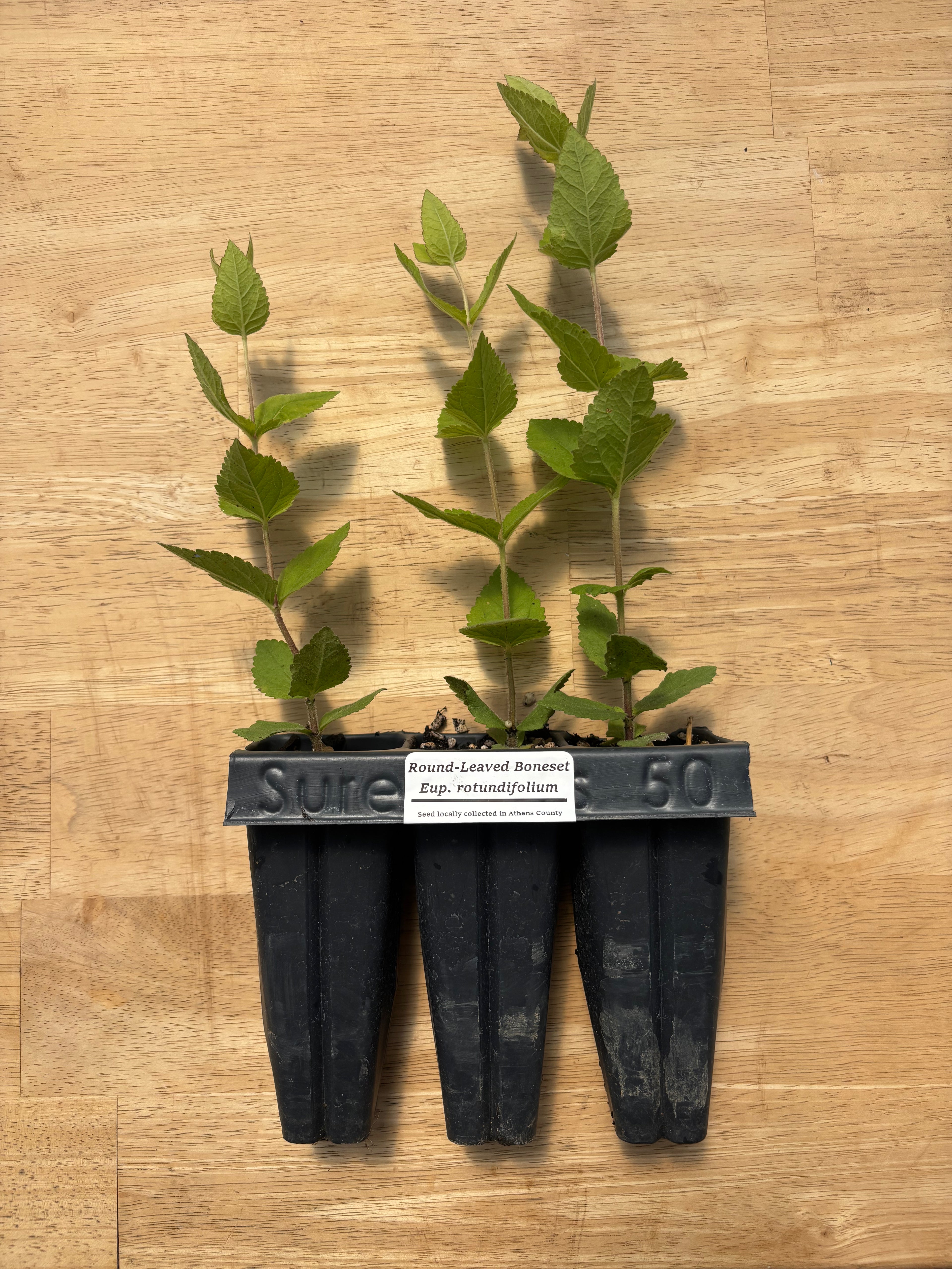 Round Leaved Boneset (Eupatorium rotundifolium) - 5" Plug