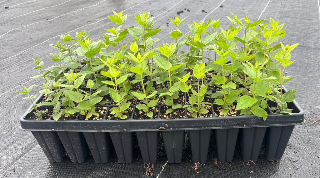 Round Leaved Boneset (Eupatorium rotundifolium) - 5" Plug