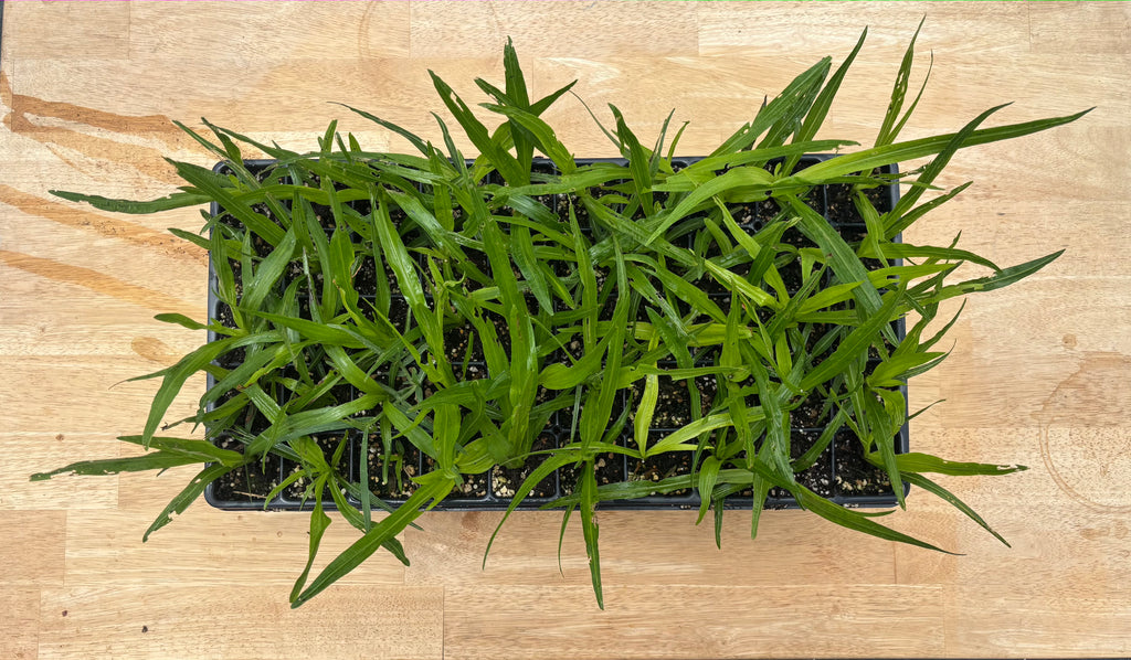 Spiked Liatris (Liatris spicata) - 5" plugs