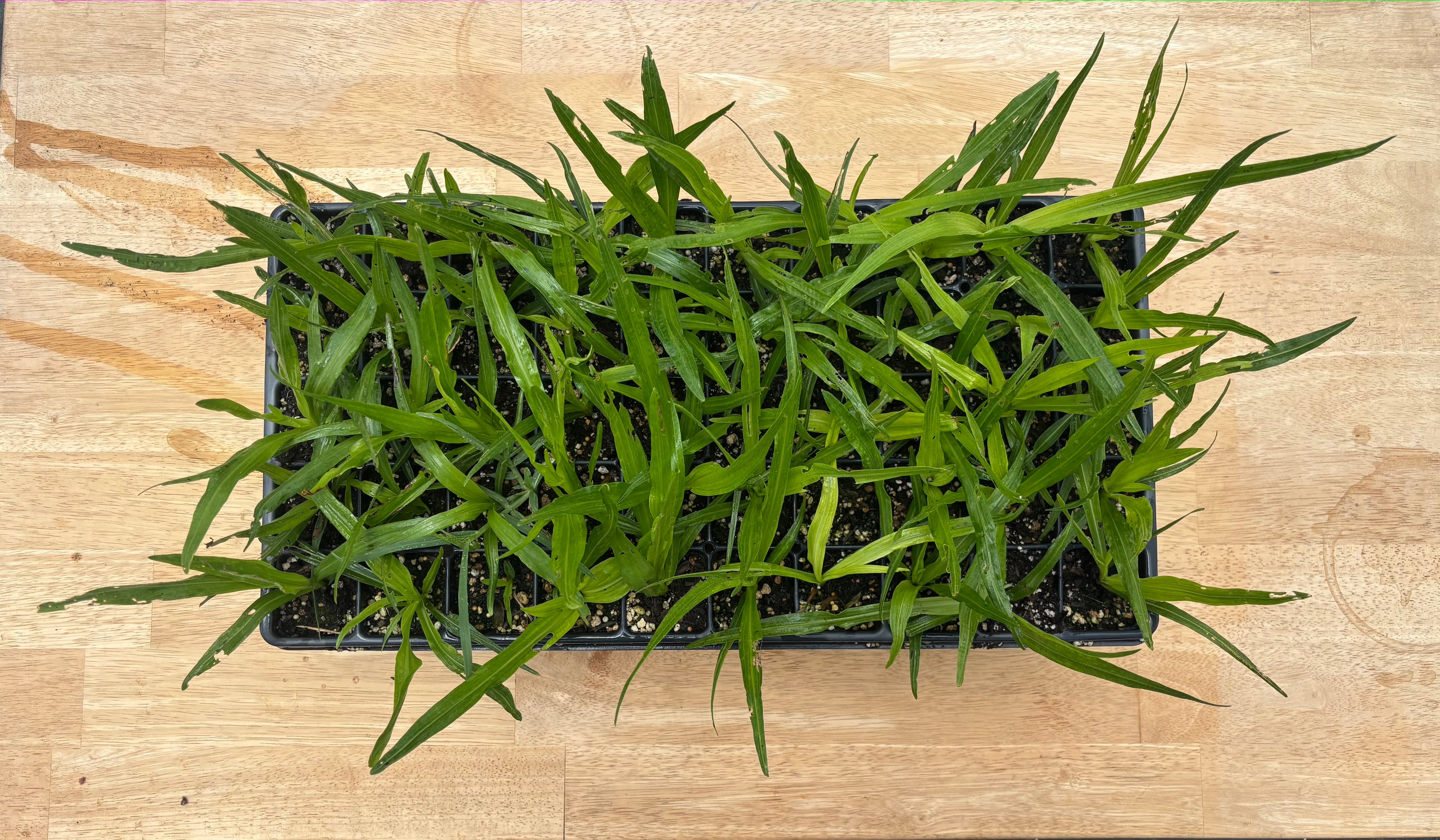 Spiked Liatris (Liatris spicata) - 5" plugs