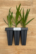 Spiked Liatris (Liatris spicata) - 5" plugs