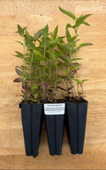 Wild Bergamot (Monarda fistulosa) - 5" plugs