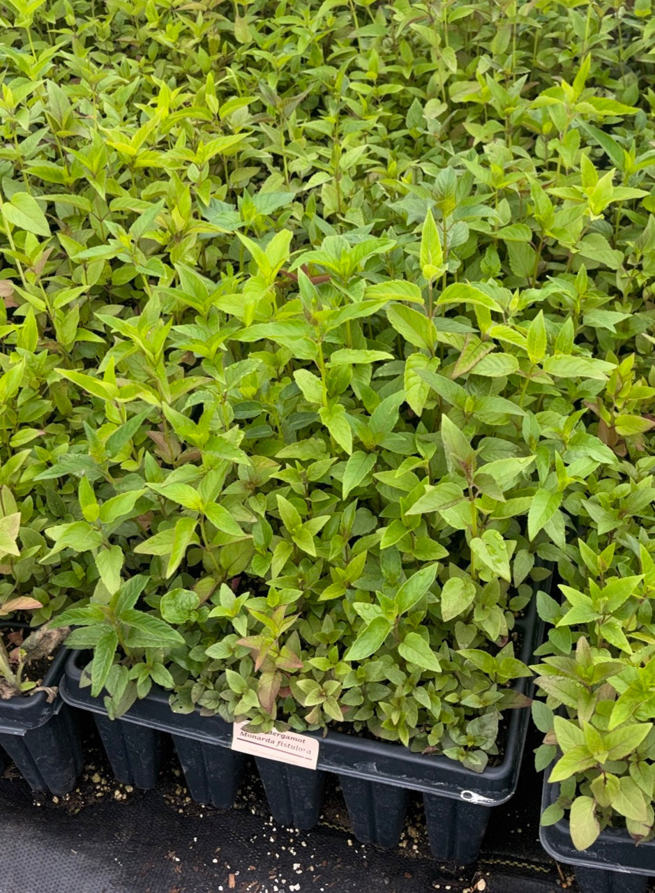 Wild Bergamot (Monarda fistulosa) - 5" plugs